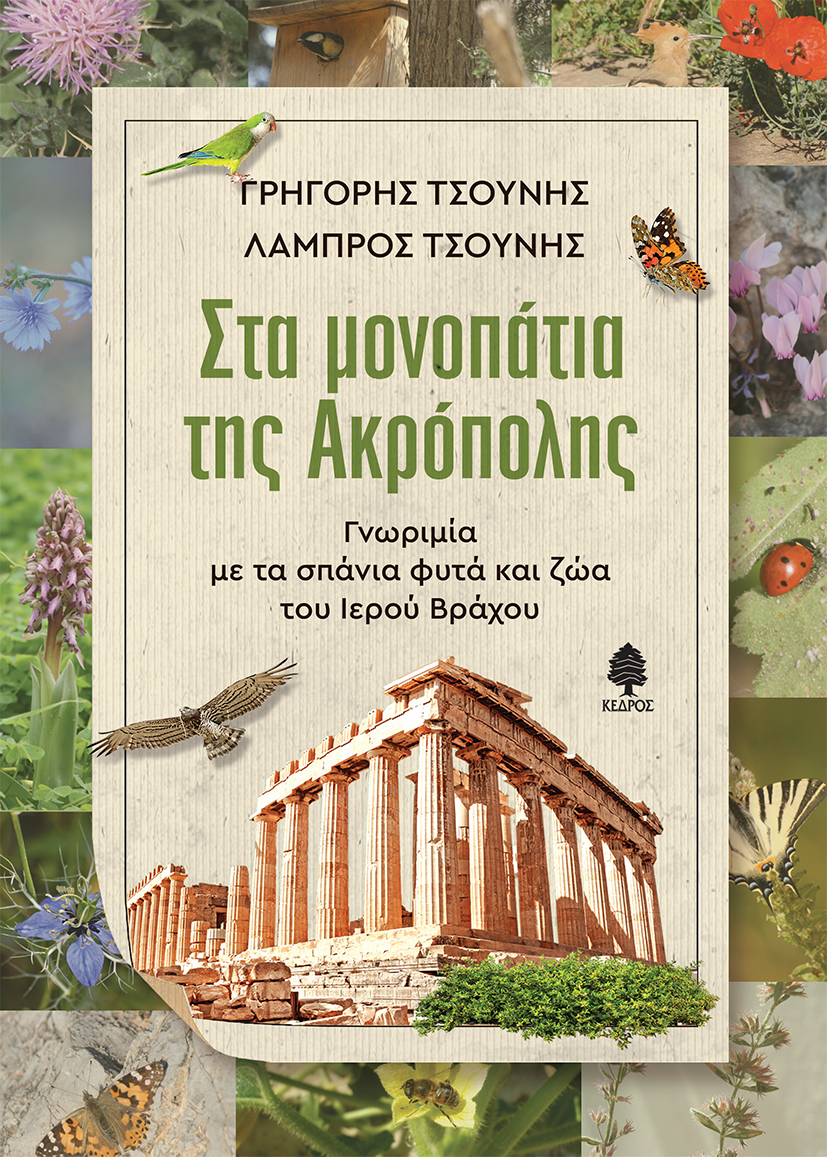 ΣΤΑ ΜΟΝΟΠΑΤΙΑ ΤΗΣ ΑΚΡΟΠΟΛΗΣ - ΓΝΩΡΙΜΙΑ ΜΕ ΤΑ ΣΠΑΝΙΑ ΦΥΤΑ ΚΑΙ ΖΩΑ ΤΟΥ ΙΕΡΟΥ ΒΡΑΧΟΥ